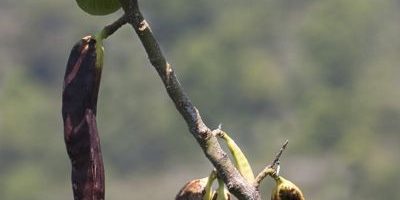algarroba-superalimento