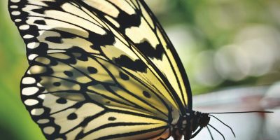 mariposa