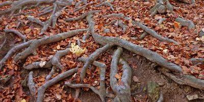 raices_
