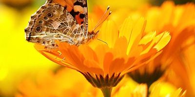 salud-fuerza-naturaleza